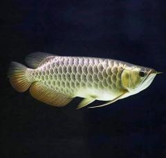 Golden arowana