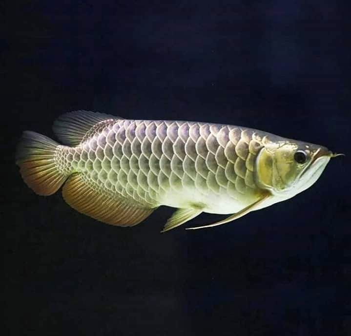 Golden arowana