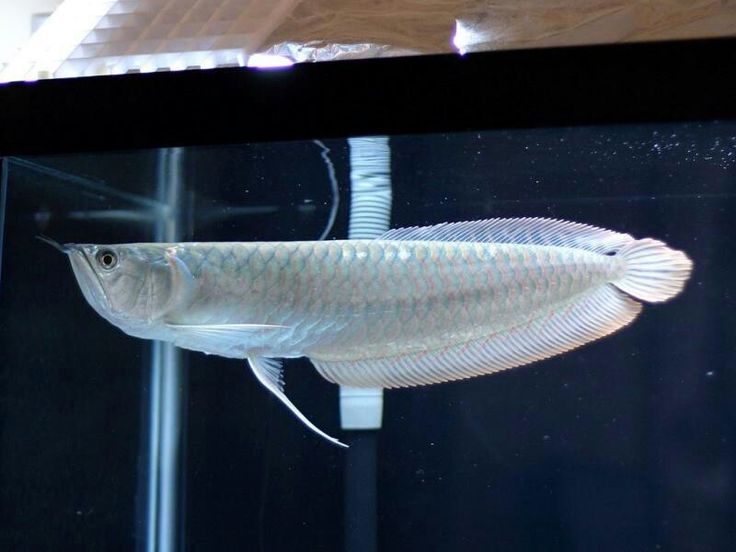 Silver arowana