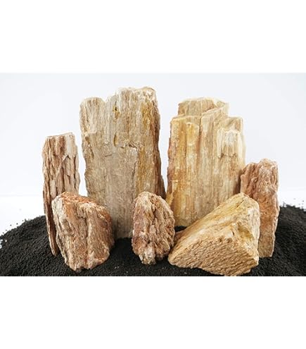 RUKDA Petrified stone