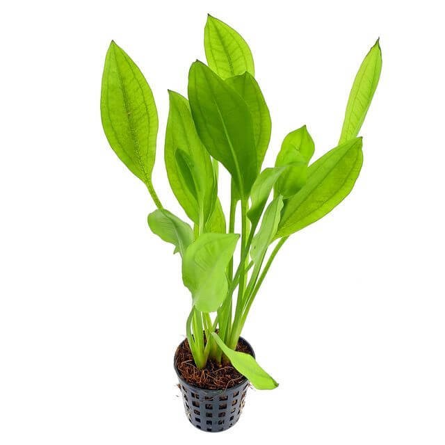 Amazon sward - 1 bunch