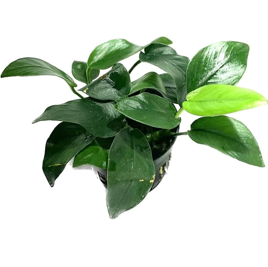 Anubias Aquatic plant