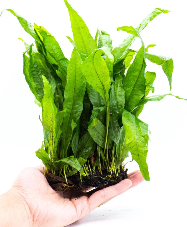 Java fern