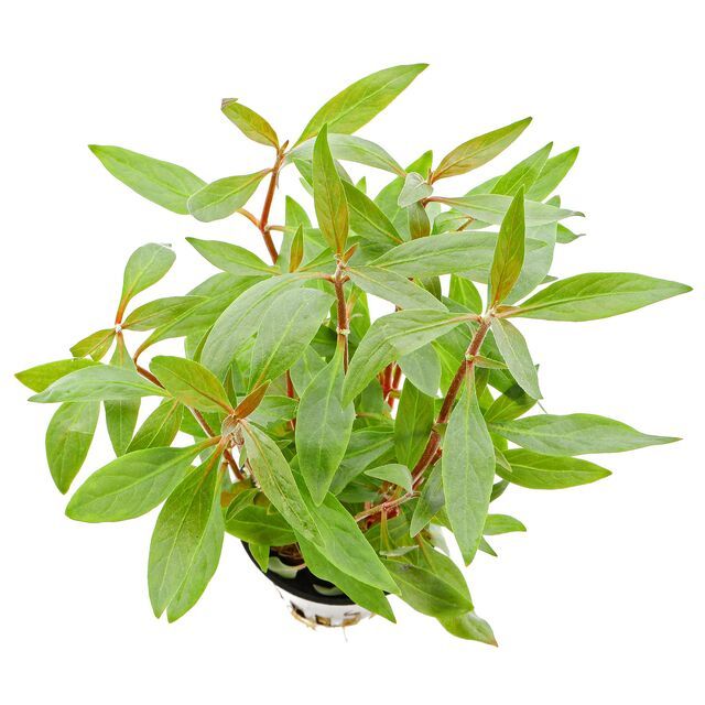 Alternanthera reineckii.