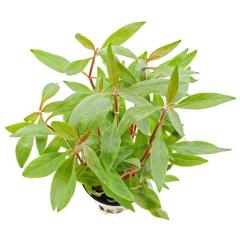 Alternanthera reineckii.