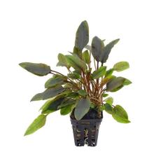 Cryptocoryne lutea
