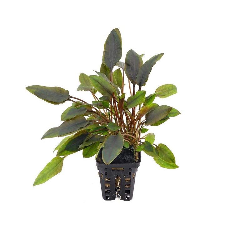 Cryptocoryne lutea