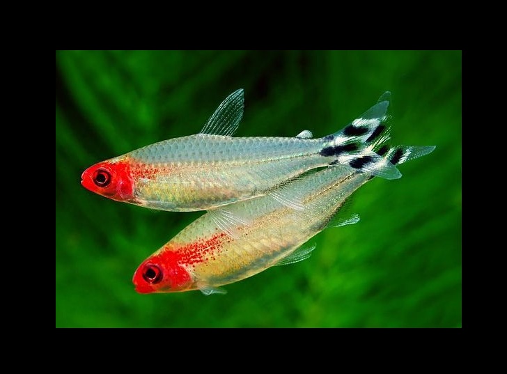 Rummy nose tetra