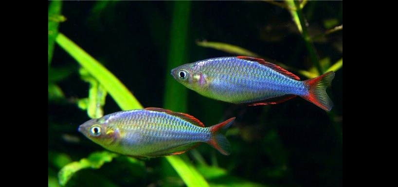 Dwarf rainbow tetra