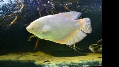 Giant gourami