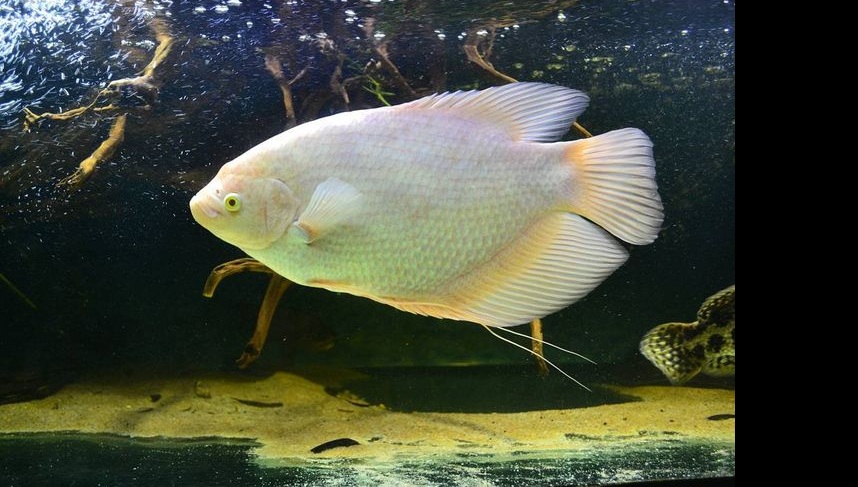 Giant gourami