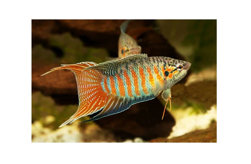 Paradise gourami
