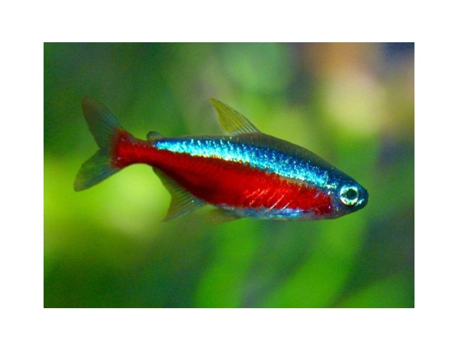 Cardinal tetra