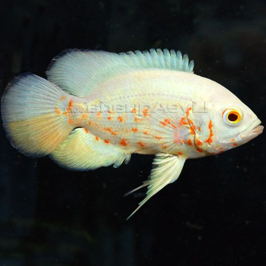 Albino oscar fish
