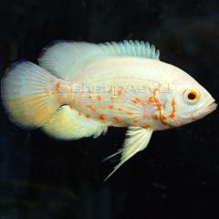 Albino oscar fish