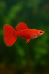 Full red guppy