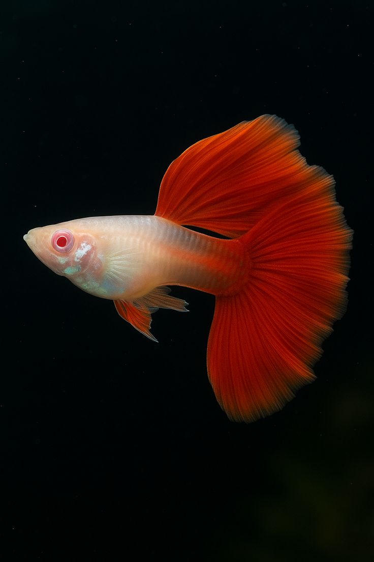Albino full red guppy