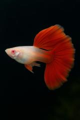 Albino full red guppy