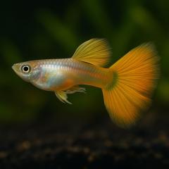 Golden guppy