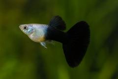 Half black guppy