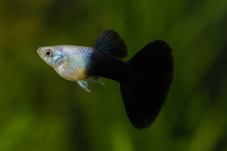 Half black guppy