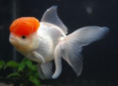 Redcap oranda gold fish
