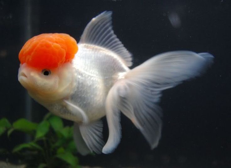 Redcap oranda gold fish