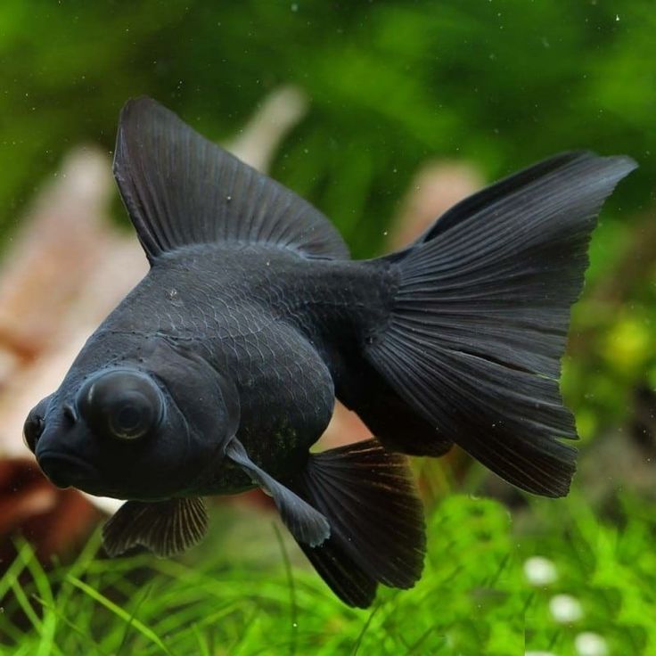 Black moor gold fish
