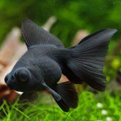 Black moor gold fish