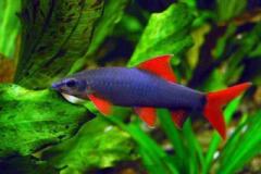 Rainbow Shark
