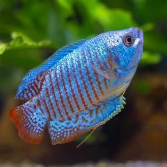 Neon gourami