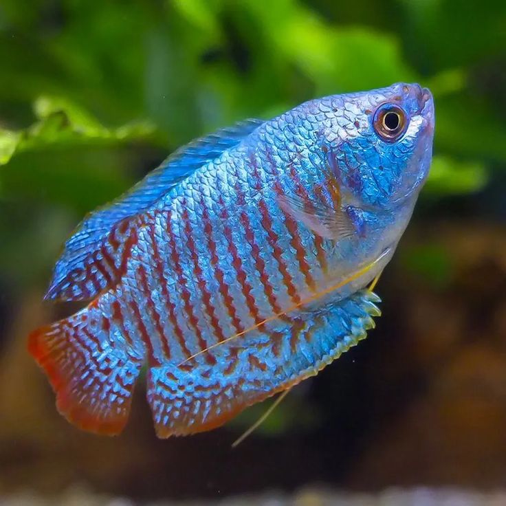 Neon gourami