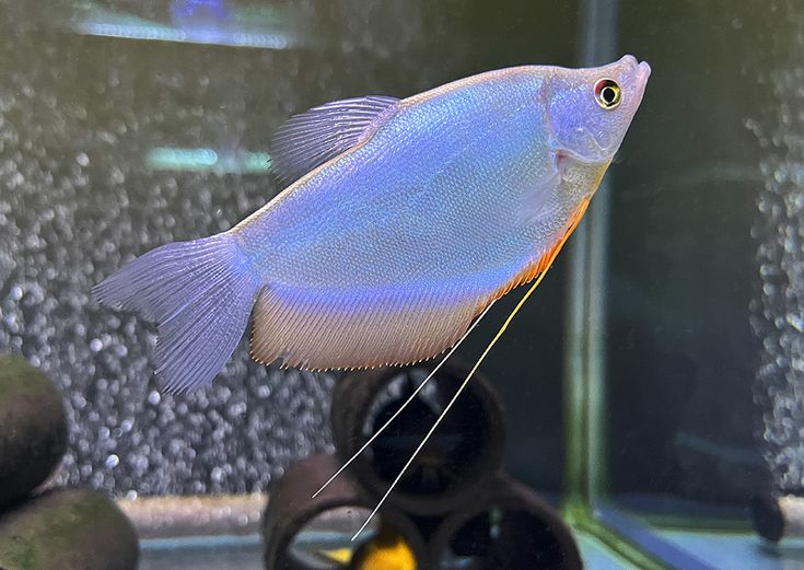 Moonlight gourami