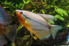 Pearl gourami