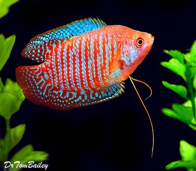 Dwarf gourami