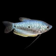 Blue gourami