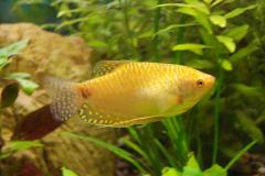 Yellow gourami