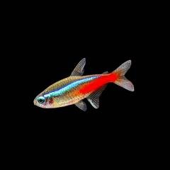 Neon tetra