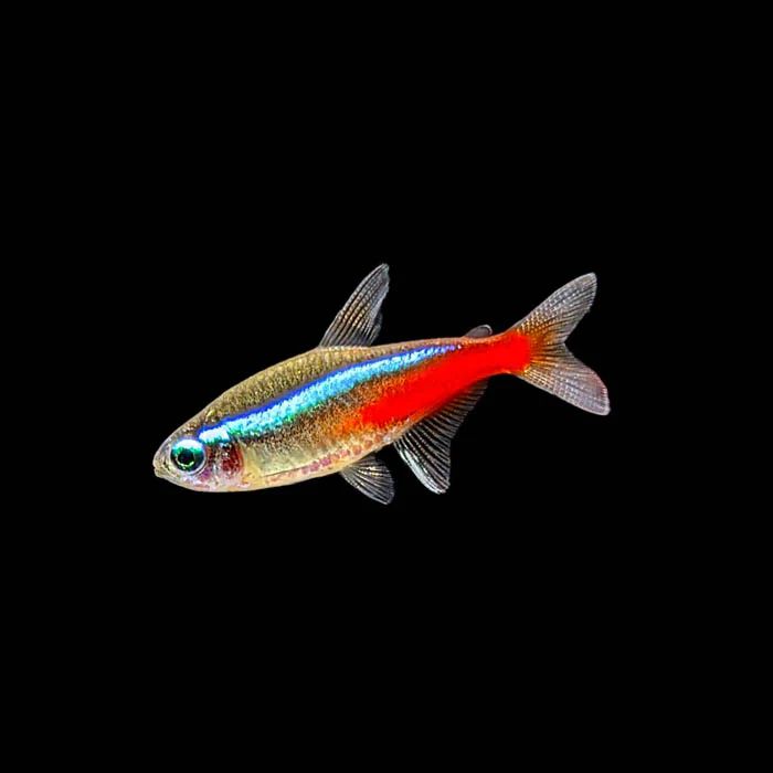 Neon tetra