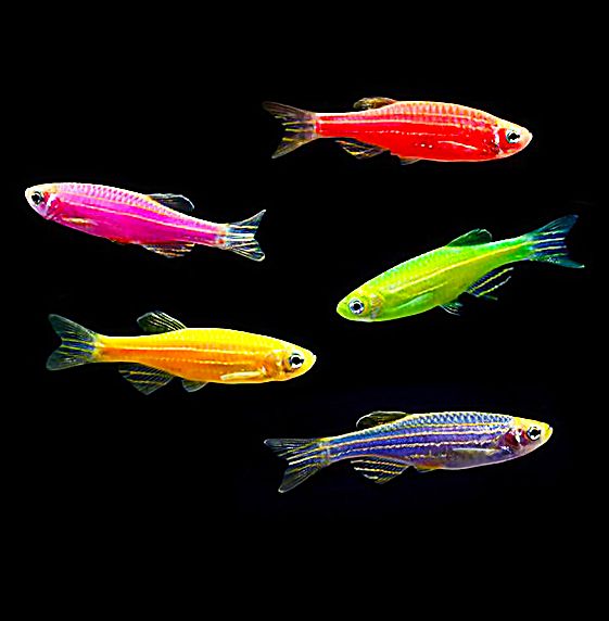 Zebra Fish