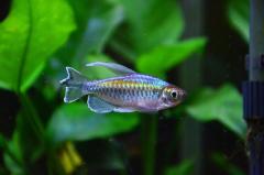 Congo tetra