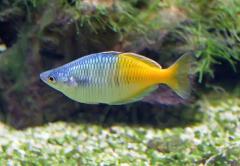 Rainbow tetra