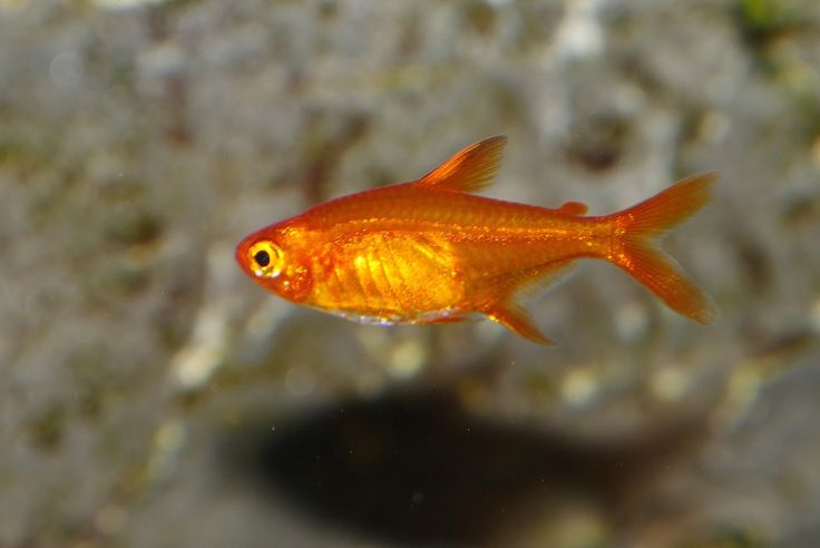 Ember tetra