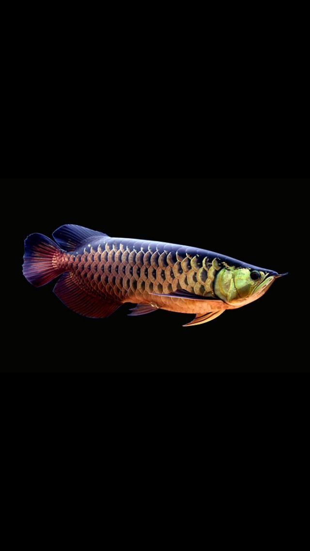 Golden arowana fish