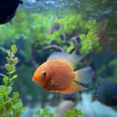 Red spotted severum
