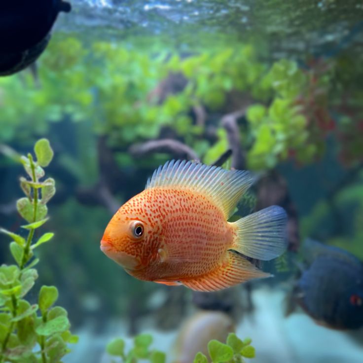 Red spotted severum