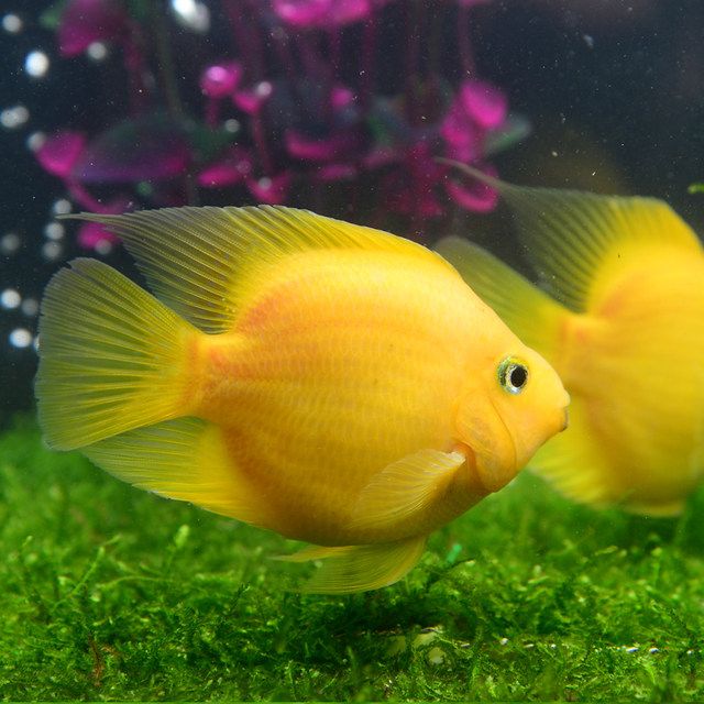 yellow parrot fish