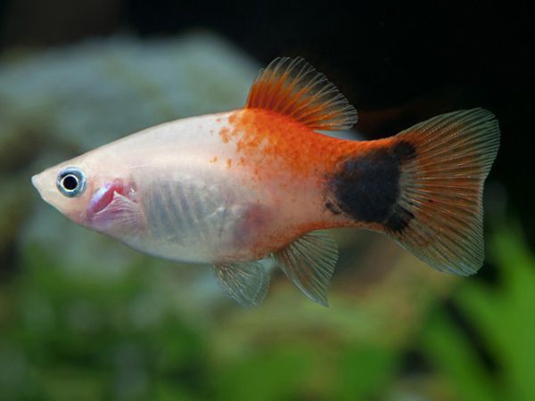 Micky mouse platy