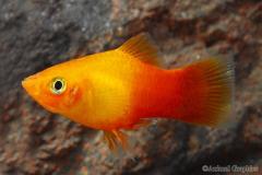 Sun kist platy