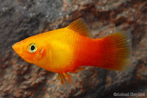 Sun kist platy